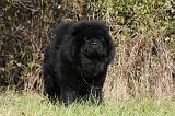 CHOW CHOW 457
